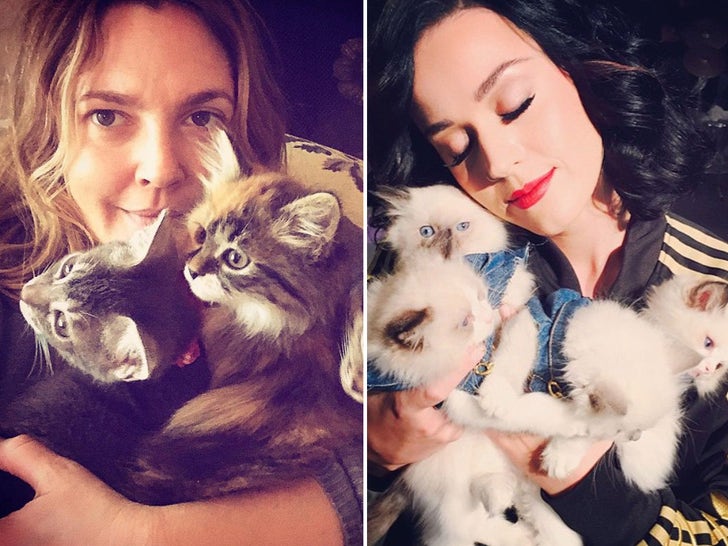 Celebrities with cats – Purrfect Image!