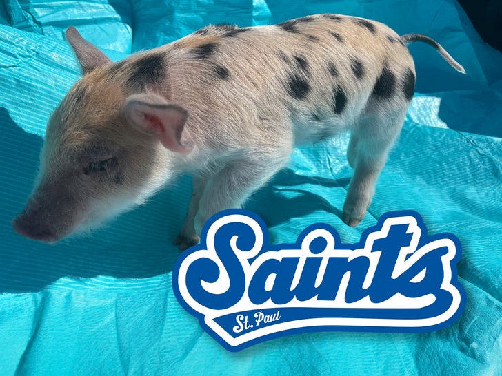 São Paulo Santos Pig
